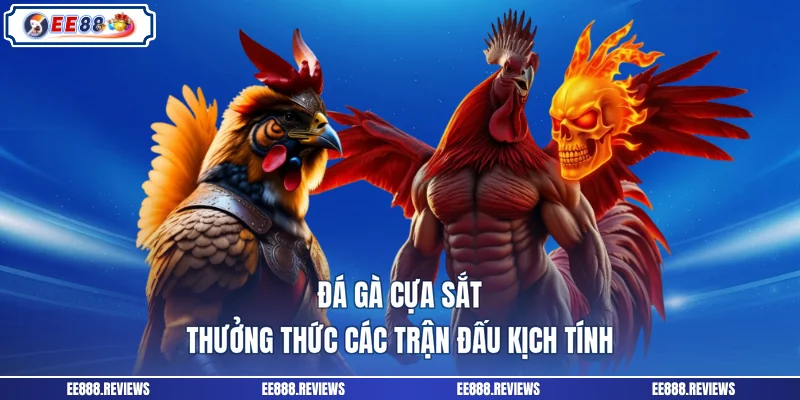 Đá Gà Cựa Sắt - Thưởng Thức Các Trận Đấu Kịch Tính